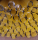 Chickadee (3 - 7 mm) Einzelstab